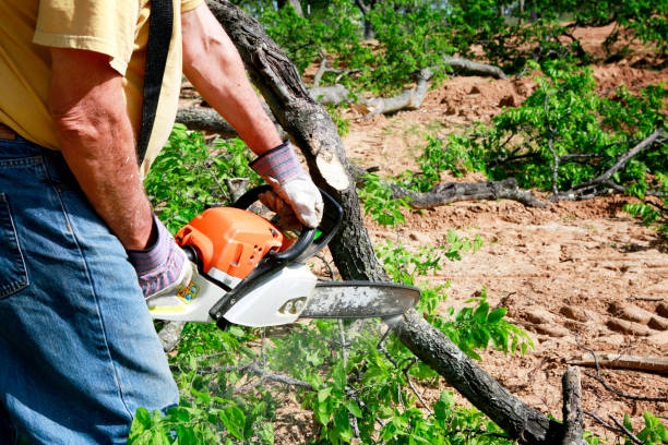 The Steps Involved in Our Tree Care Process in Bear Creek, FL